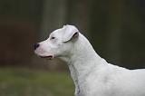 DOGUE ARGENTIN 536